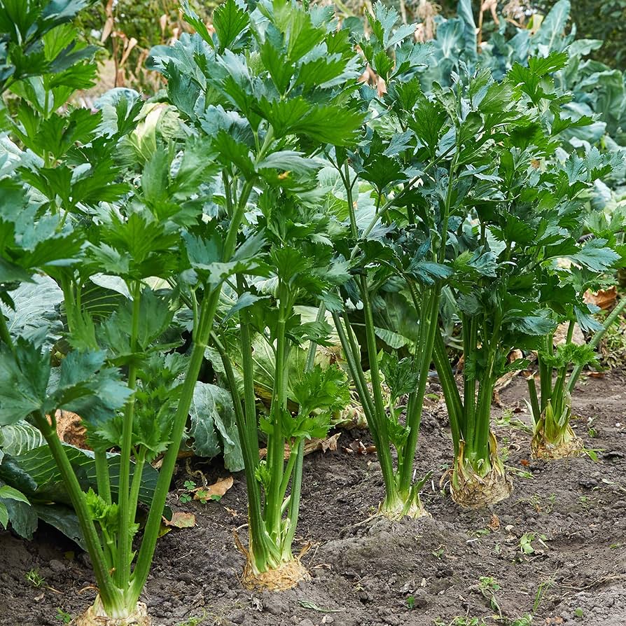 Tendercrisp celery plant grown from seeds with thick, crunchy green stalks and leafy tops
